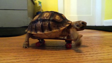 Une tortue qui fait du skateboard