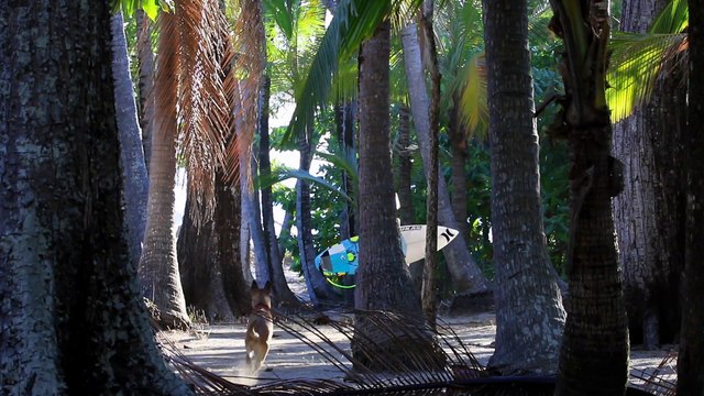 Dean Vandewalle, un petit génie du surf qui vient de Belgique