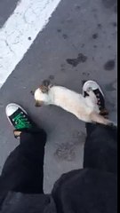 Un gatto randagio ha scelto il proprio padrone in un parco. Ora sono inseparabili