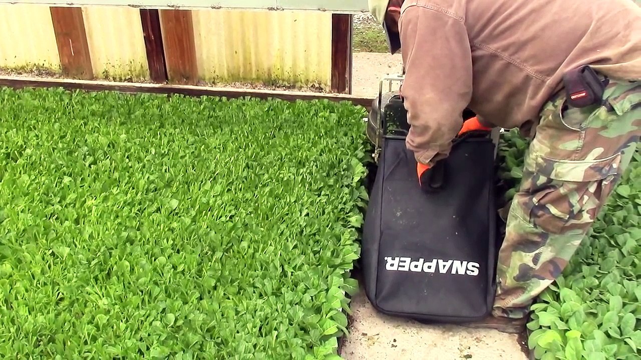 Mowing Tobacco with a Snapper Lawn Mower