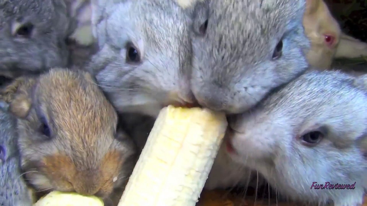 Des petits lapins qui dévorent une banane
