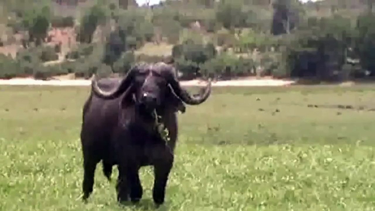 Un buffle prend en chasse un groupe de touristes sur un bate