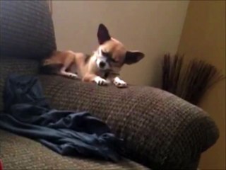 Un Chihuahua exténué va finir par terre. Grosse gamelle