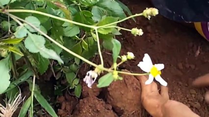 Tay không bắt loài rắn Hổ Mang Chúa khủng 10Kg