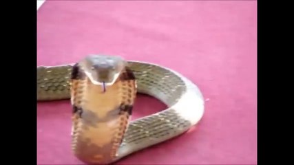 Thanh niên cứng hôn Rắn Hổ Mang Chúa