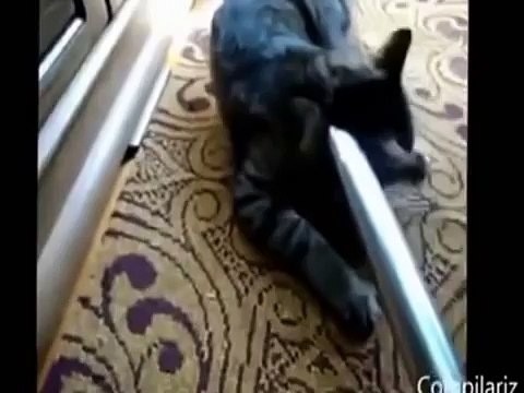 The gioi dong vat - Những Con Mèo hài hước nhất của năm