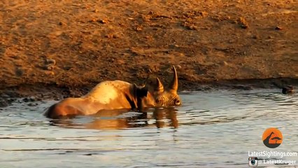 3 lions essaient de chasser un rhinocéros... Pas facile comm