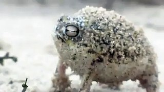World's cutest frog!