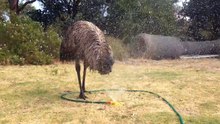 Blacky the emu having fun