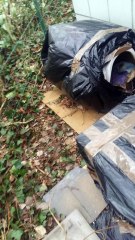 Une petite minette écaille de tortue vient d'accoucher dans une niche mise dehors