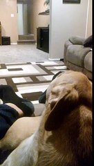 Jerk boy drows football at cute dog