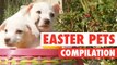 Easter Pets || Adorable Pet Compilation