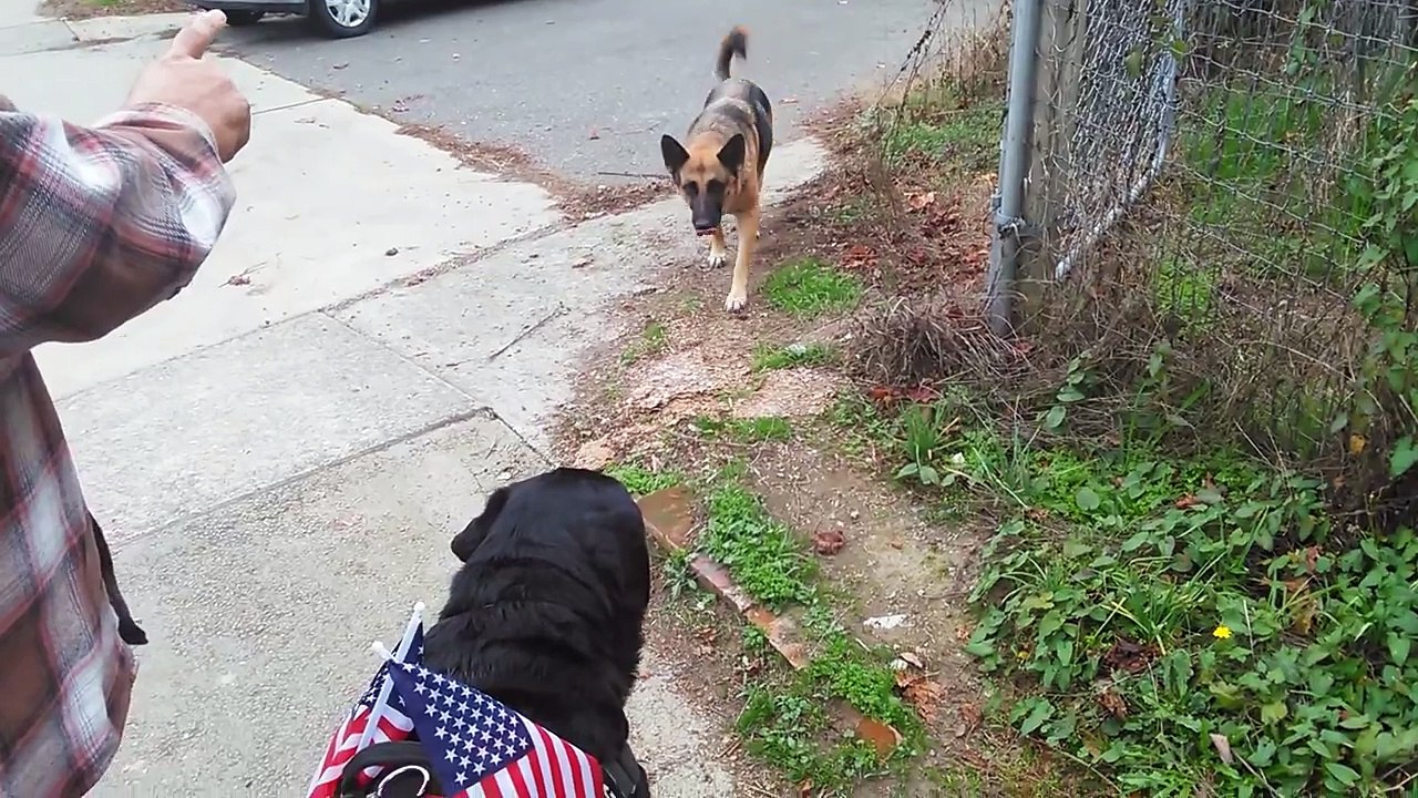 GERMAN SHEPHERD VS ROTTWEILER FIGHT!!! ROTTWEILER DESTROYS GSD