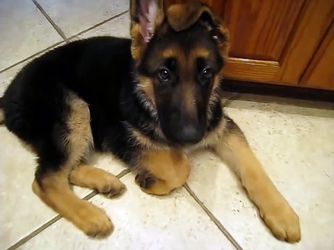 Our cute German Shepherd puppy doing tricks!