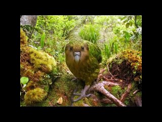 Los 15 Animales Que No Sabias Que Existian