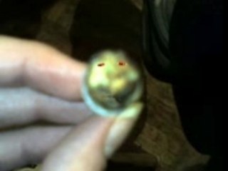 tryo chanté par un bed