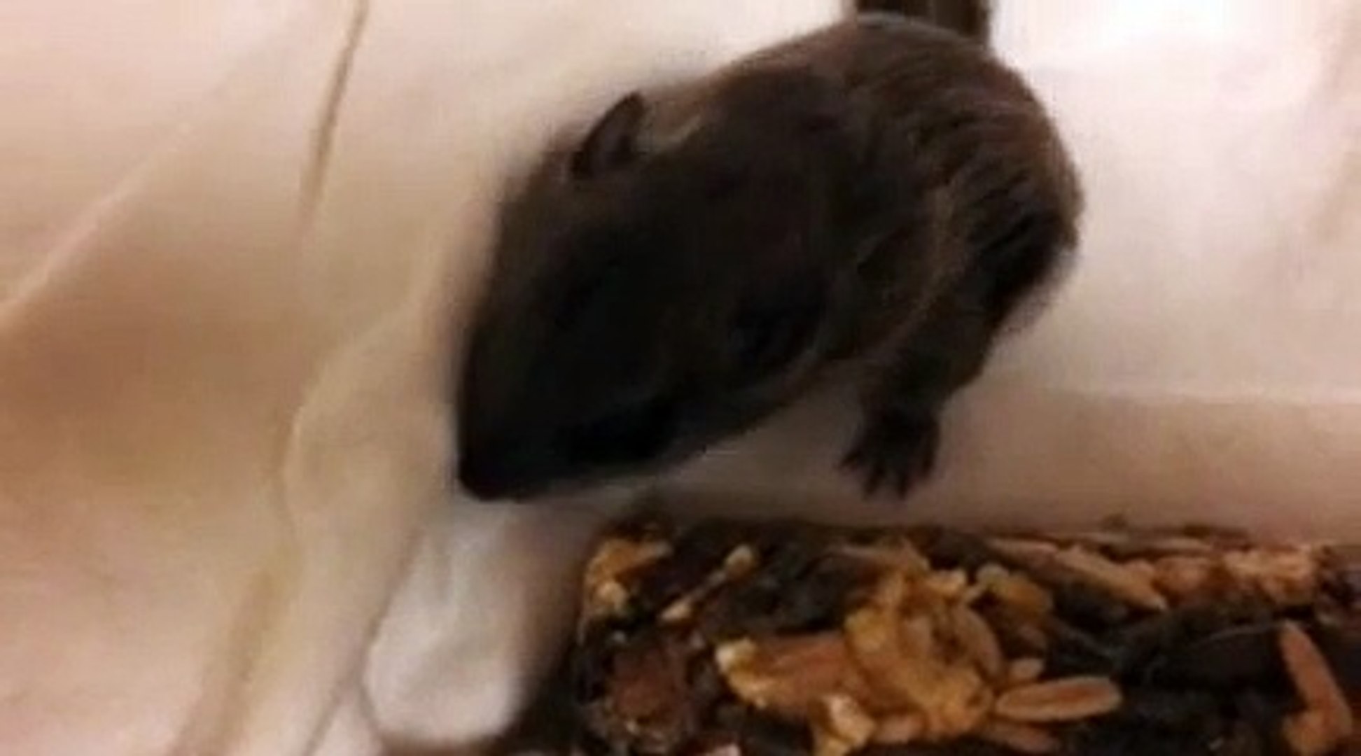 ⁣Baby flying squirrel