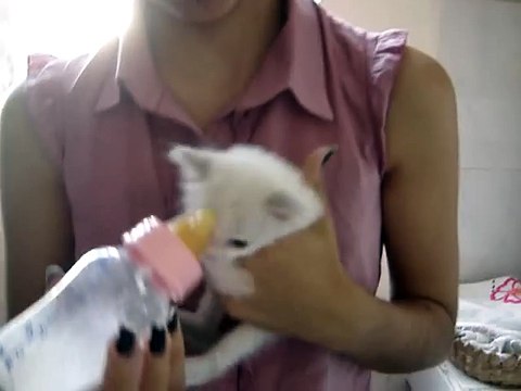 Cute kitten moves her ears while drinks milk!!!