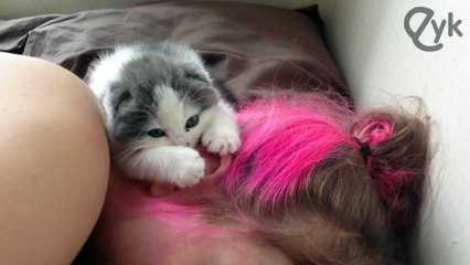 Kitten Nibbles Ears