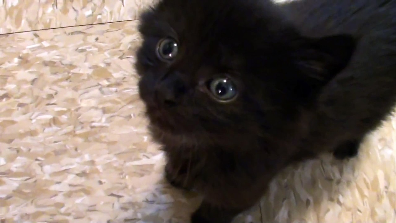 Tiny Kitten - BIG Meow!