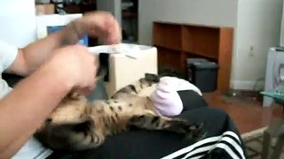 Cat flips out when new cat moves in