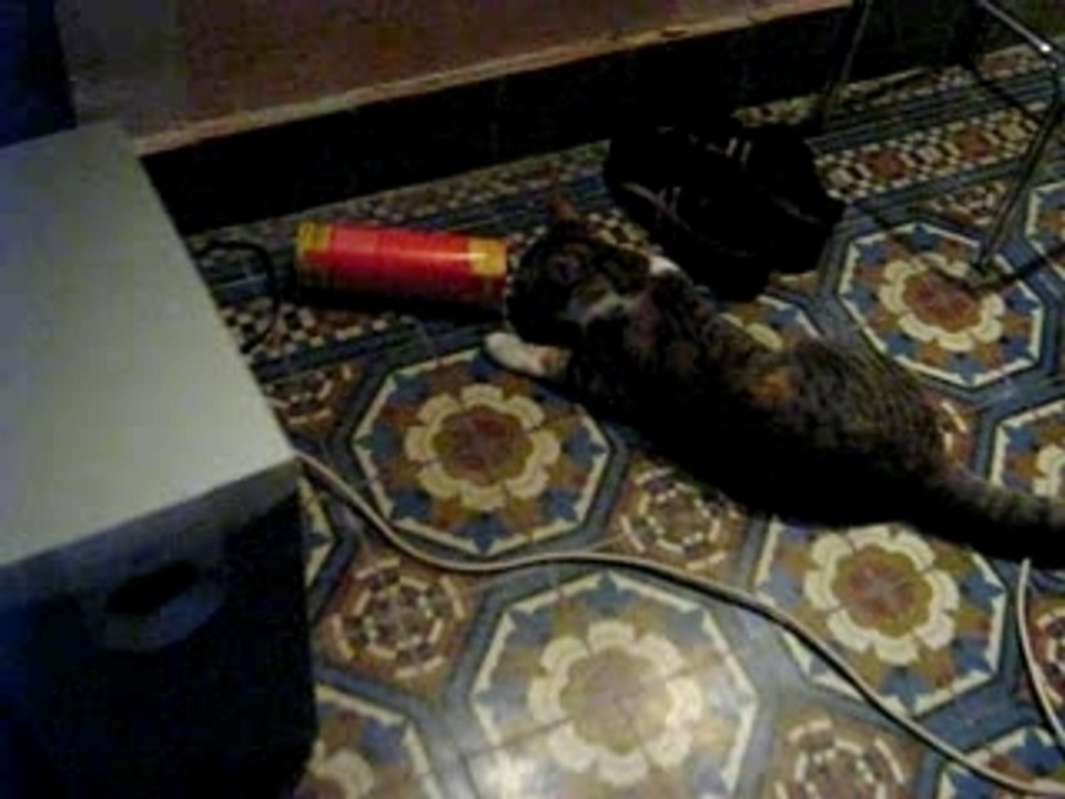 Chat dans tube