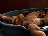 Pool Of Cute Sleeping Puppies!