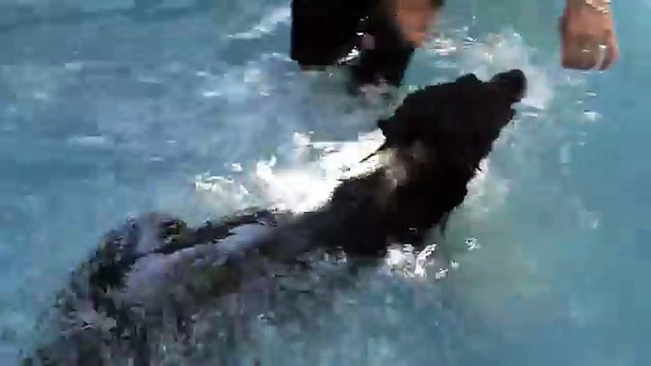 Mi perra en la pileta