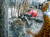 Amur Leopard cub Baruto, Tallinn Zoo