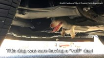 Un cagnolino spaventato viene trovato sotto un auto della polizia di Phoenix