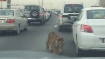 Una tigre blocca il traffico nella capitale del Qatar