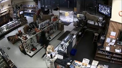 L'irruzione di una banda di ladri in un negozio di armi