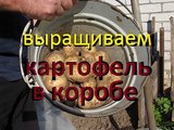 КОРТОШКА В КОРОБЕ / Эксперимент посадки картофеля в Ящике / Cottage / Garden / Gardening