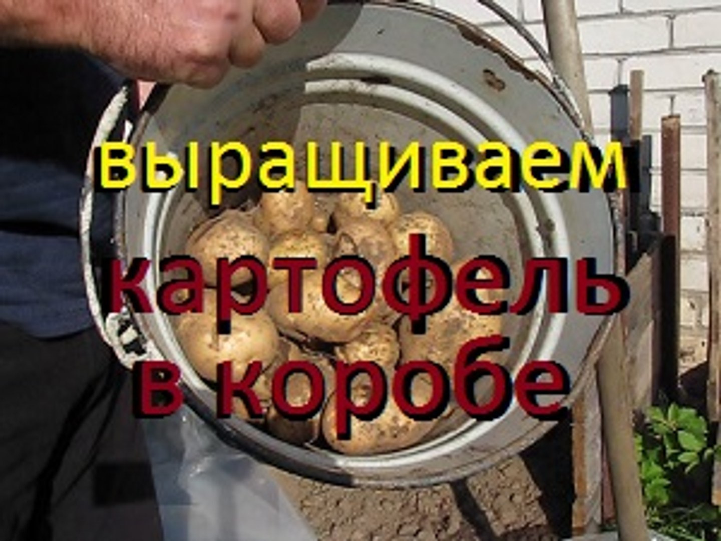 ⁣КОРТОШКА В КОРОБЕ / Эксперимент посадки картофеля в Ящике / Cottage / Garden / Gardening
