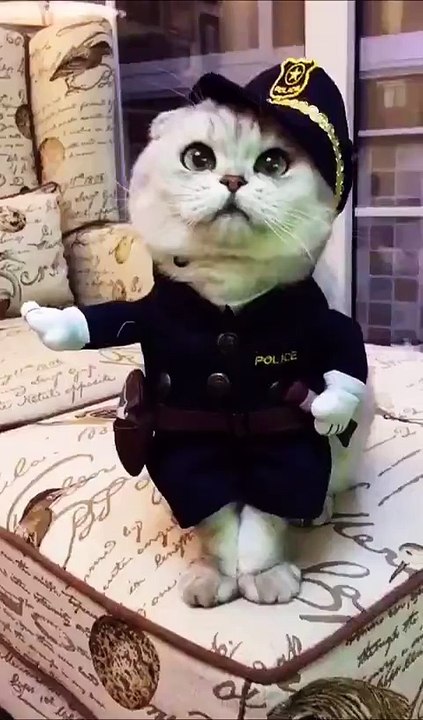 Le chat policier