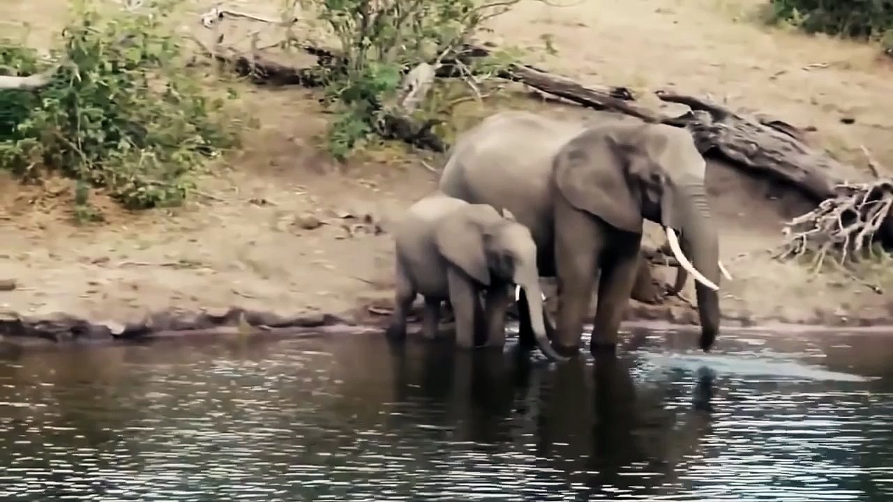 Crocodile Attacks Elephant at Watering Hole