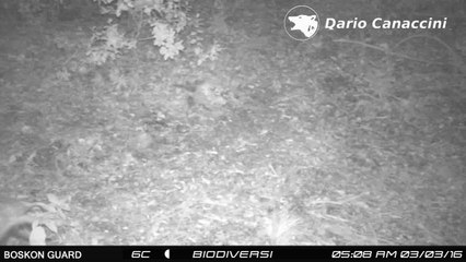 Mi scappa la pipì - Tasso