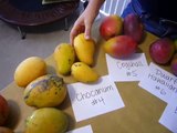 Which Variety of Florida Mango Is The Best? (Mangoes from Truly Tropical South Florida)