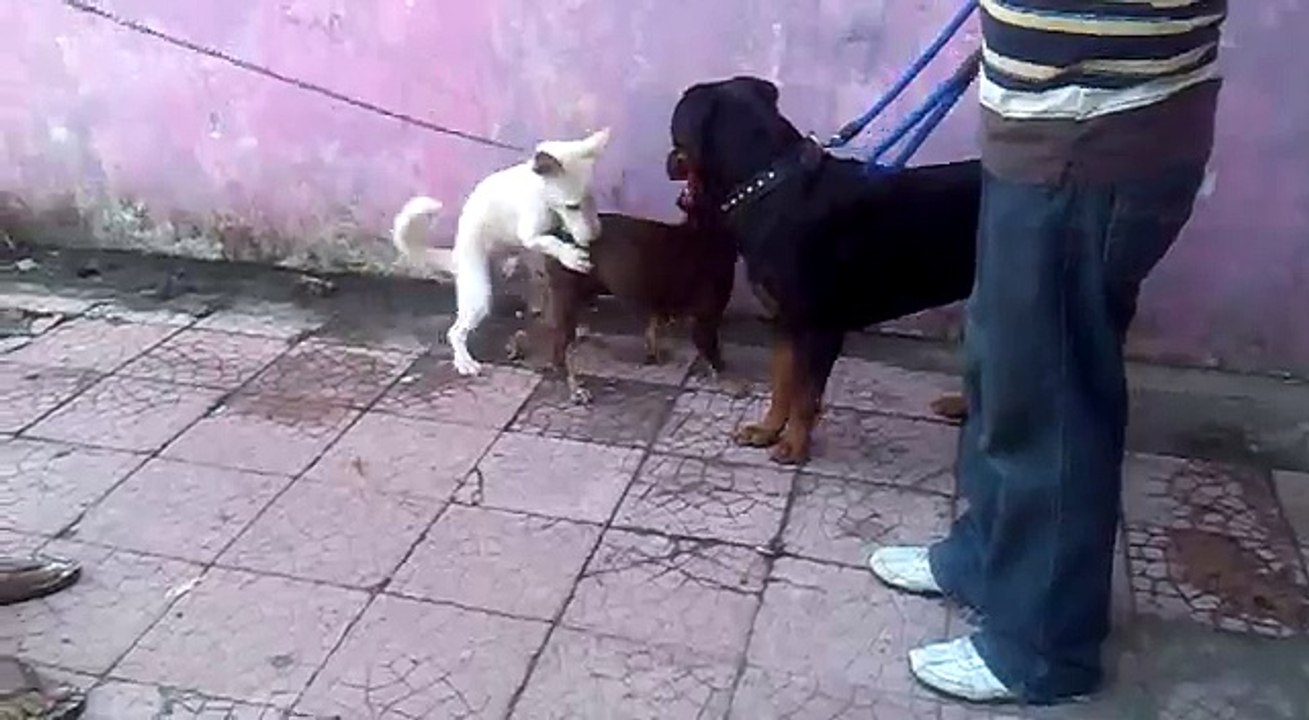 3 anjing