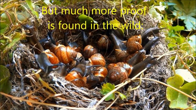 Evolution is WRONG - Darwin vs. Drock ★ La Evolución es errónea