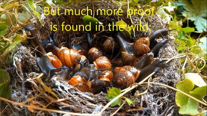 Evolution is WRONG - Darwin vs. Drock ★ La Evolución es errónea