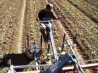Eatwell Farm Finger weeder in action