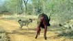 Hyena kill Buffalo Amazing moment - Animal Attack