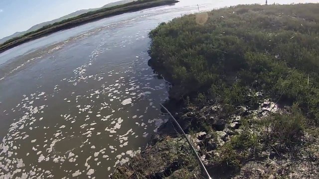 Napa River Fishing 26 Inch Striper
