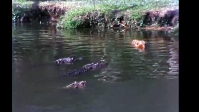 Leopard vs crocodile compilation -lion vs crocodile - Amazing moment Leopard attack crocodile