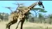 Lion vs Giraffe - Shocking Giraffe Kills Lion Bloody Fight