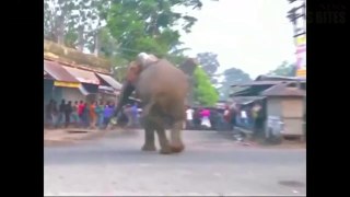 Wild Elephant Tramples Through Indian Town