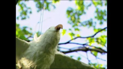 Throwback Thursday - Bird Poop Attack Prank