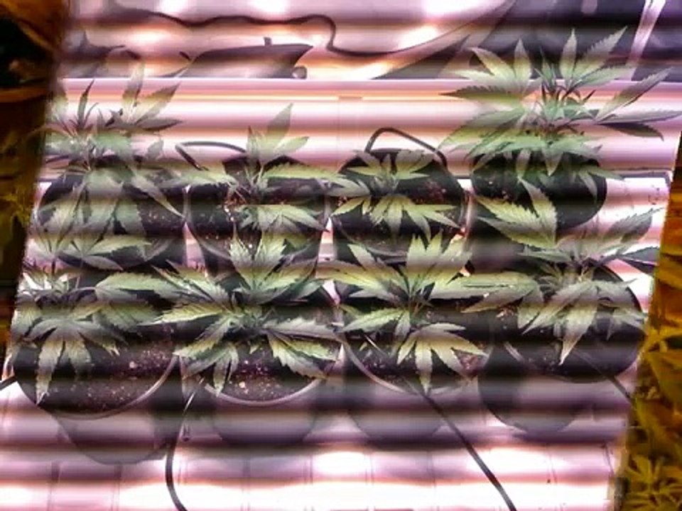 THE KUSH LAB