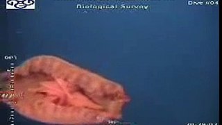 BP Oil Spill - Oly ROV1 spots a Pink Jellyfish